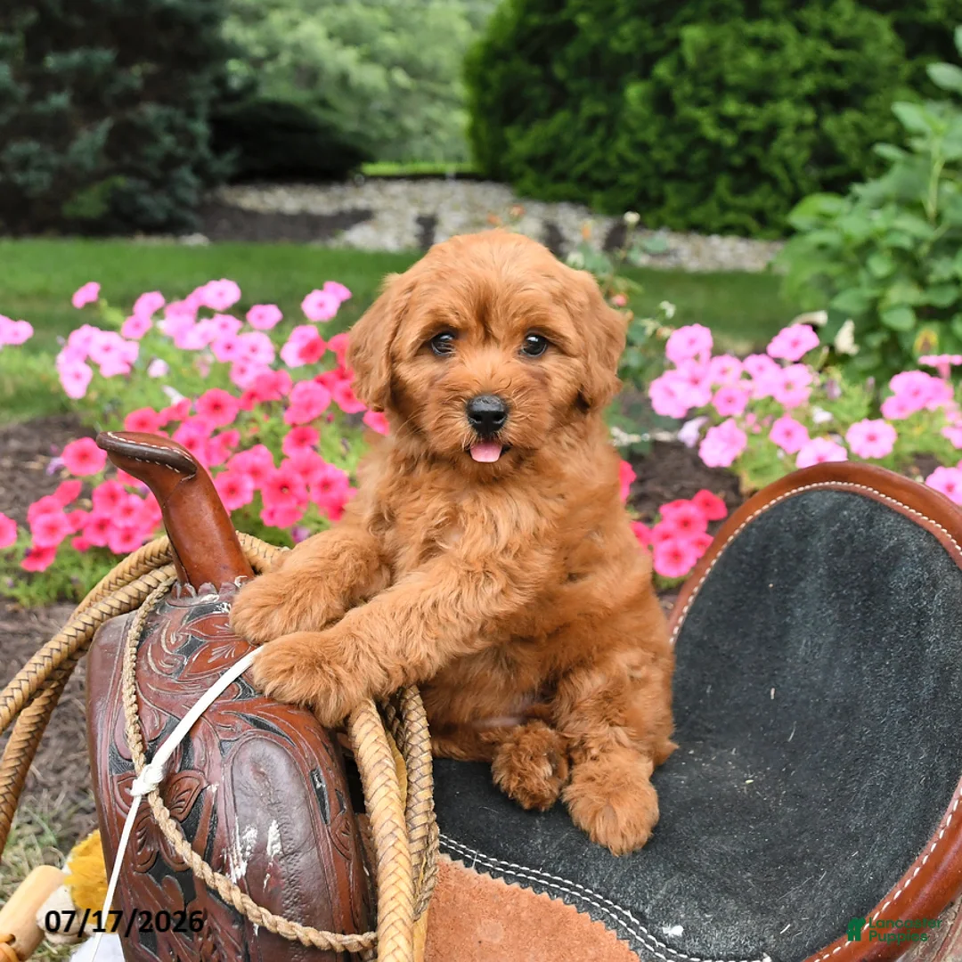 Miniature Labradoodle dogs for sale: Mocha - Ad 1