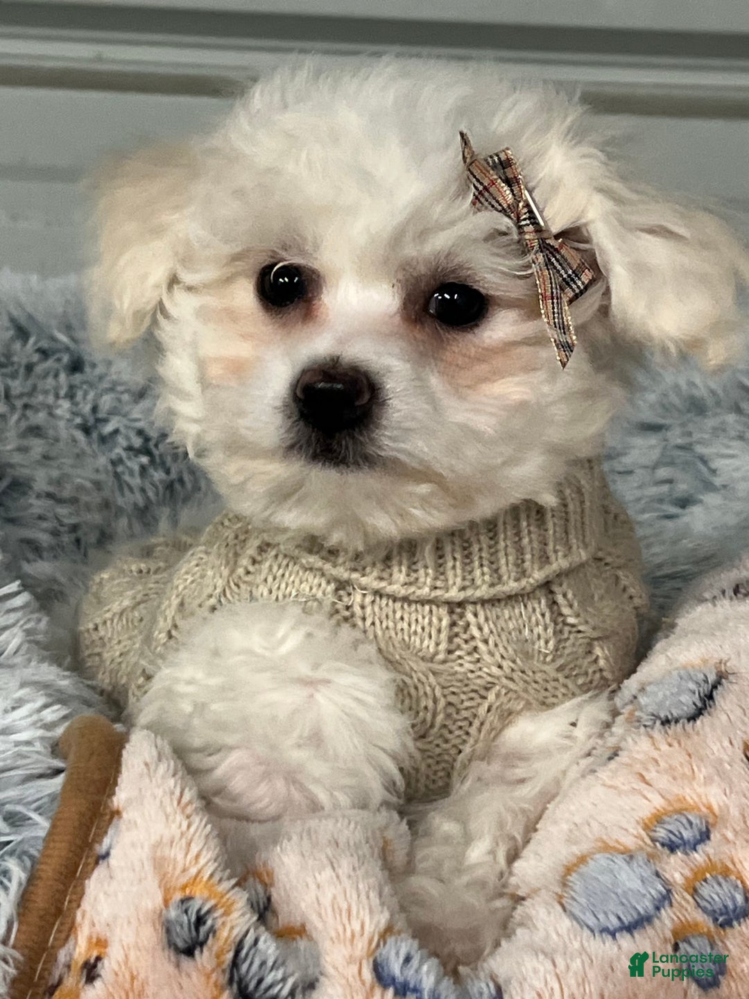 Bichon Frise dogs for sale: Tabitha  - Ad 1