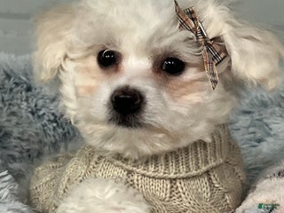 Bichon Frise dogs Tabitha - Ad 2