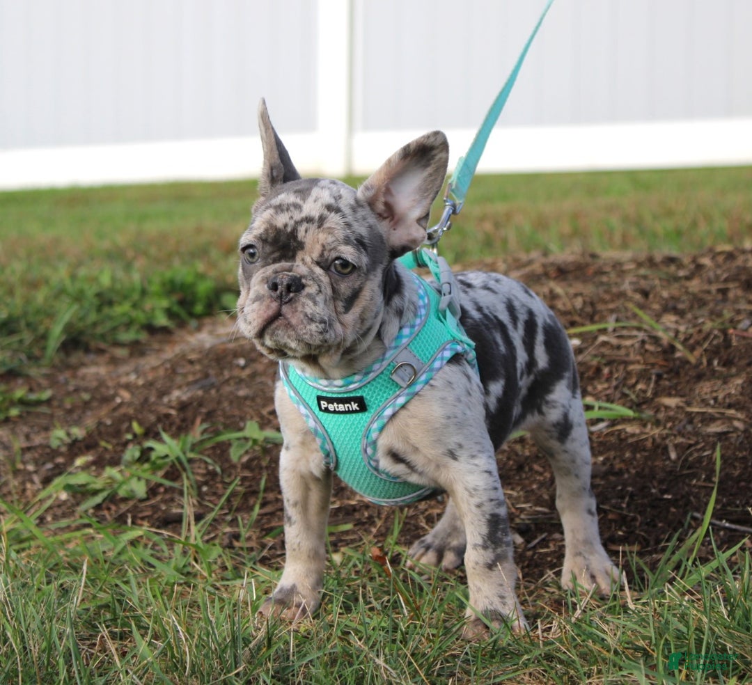 French Bulldog dogs for sale: Mia - Ad 5