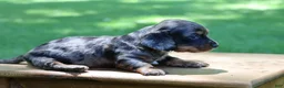Miniature Dachshund dogs for sale: Mini Dachshund: Max - Ad 5