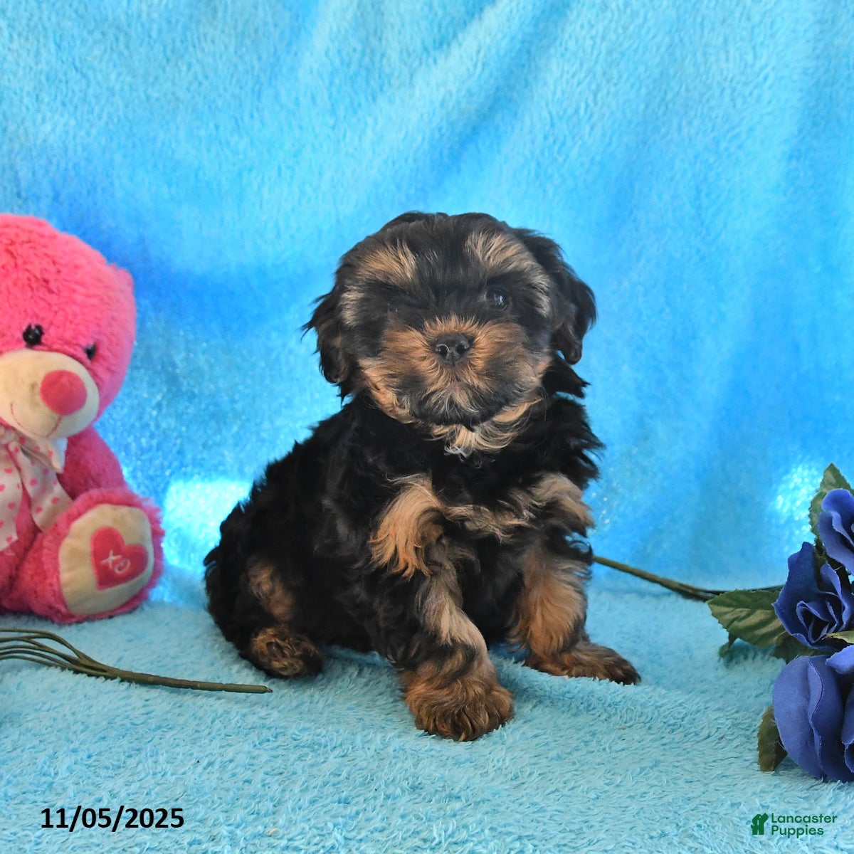 Yorkiepoo dogs Patches - Ad 24