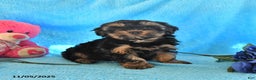 Yorkiepoo dogs for sale: Patches - Ad 1