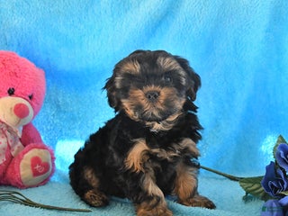 Yorkiepoo dogs Patches - Ad 26