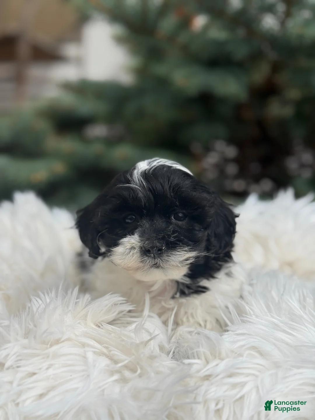 Shihpoo dogs for sale: Sage - Ad 3
