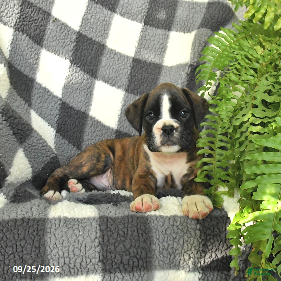 Boxer dogs for sale: Pepsi - Ad 3