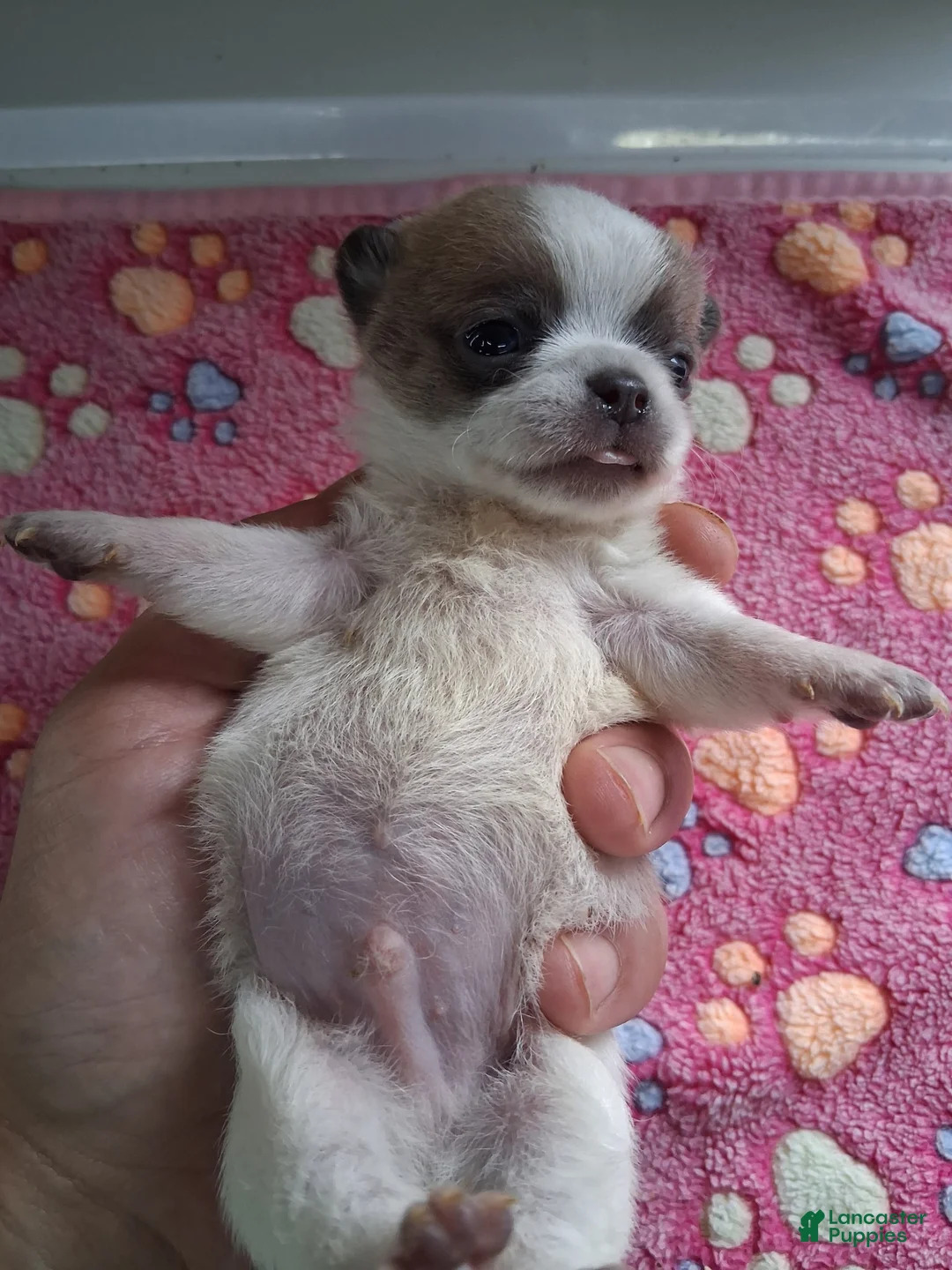 Chihuahua dogs for sale: Johnny - Ad 1