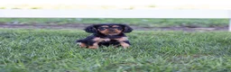 Cavalier King Charles Spaniel dogs for sale: Spanky - Ad 4