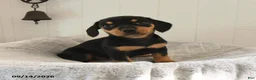 Mixed Breed dogs for sale: Bubbles - Ad 3
