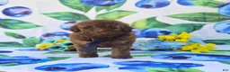 Mixed Breed dogs for sale: Brie Teddypoo  - Ad 5