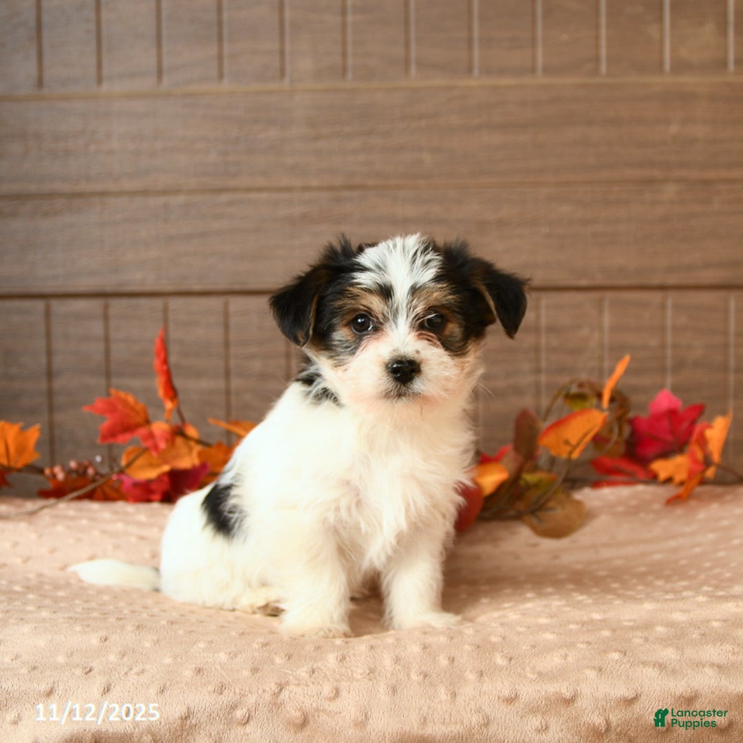 Morkie dogs for sale: Josie - Ad 1