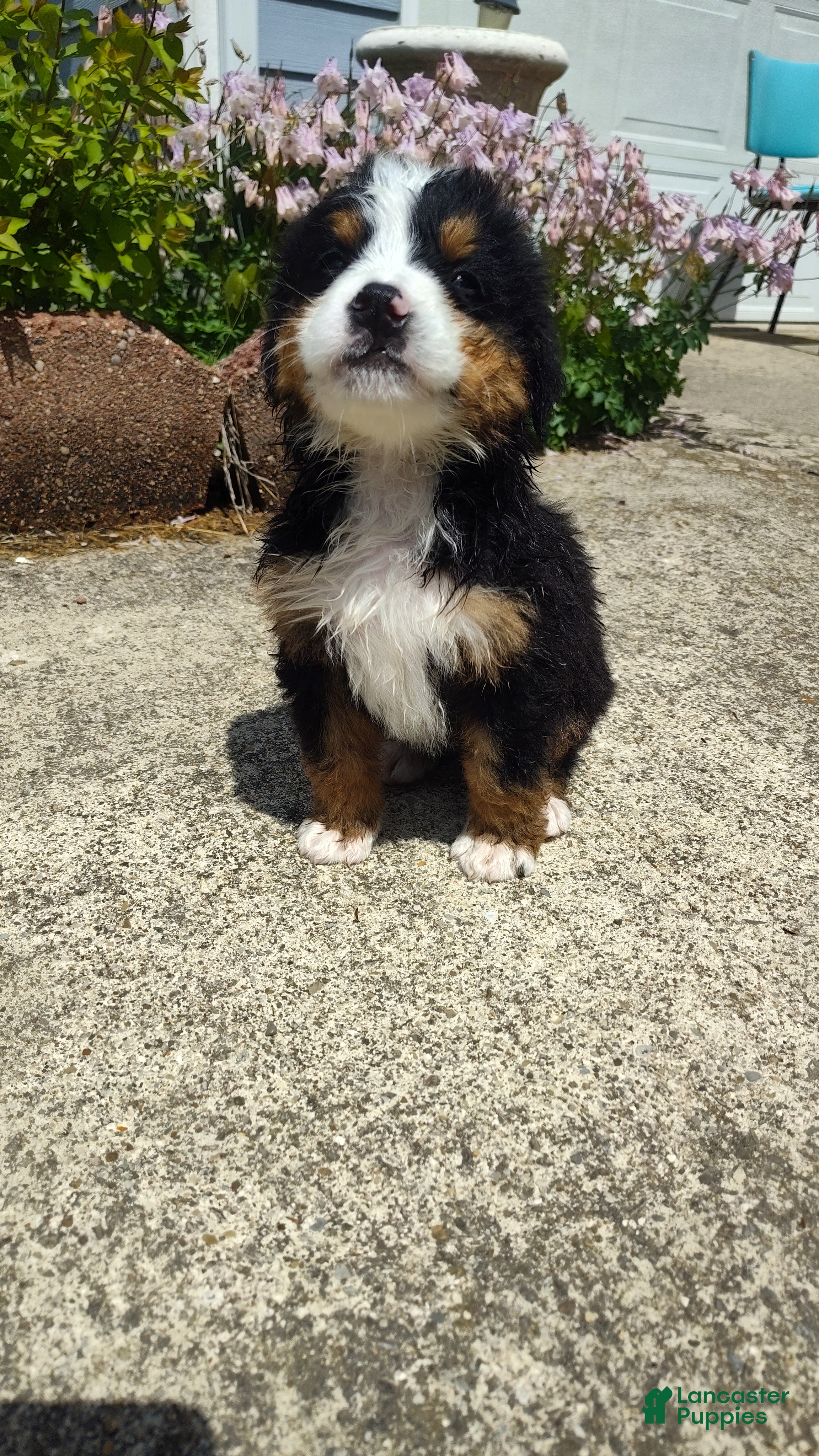 Bernese Mountain Dog dogs Bernese Mountain Dog Puppy 1 - Ad 30