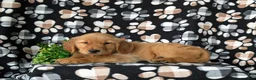 Golden Retriever dogs for sale: Coby - Ad 6