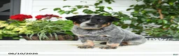 Australian Cattle Dog dogs for sale: Creed - Ad 1
