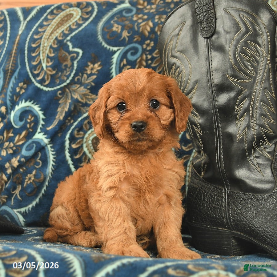 Cavapoo dogs Tesla  - Ad 1