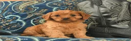 Cavapoo dogs for sale: Tesla  - Ad 1