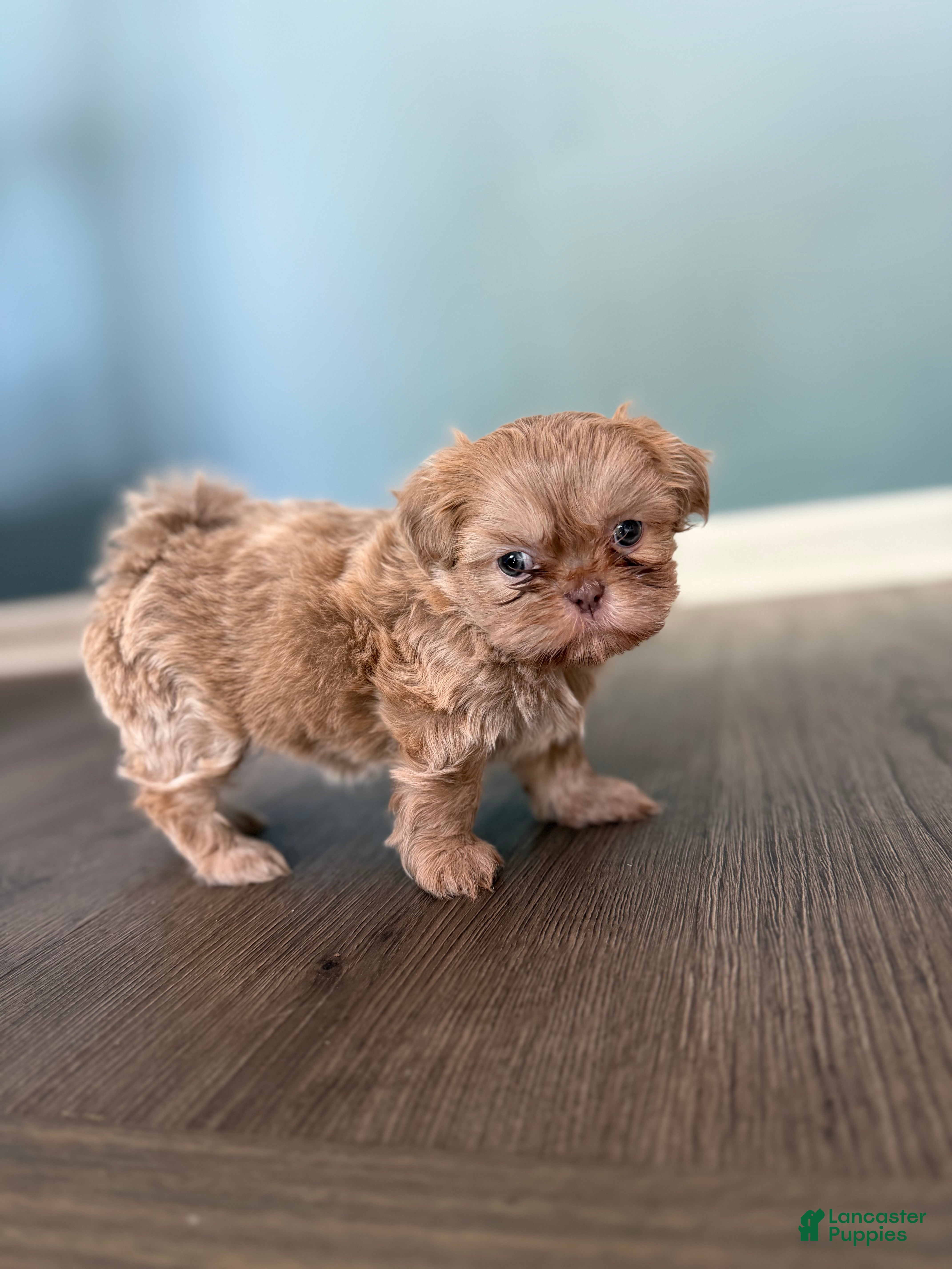 Shih Tzu dogs Lavender/Lilac Shih Tzu girl - Ad 1