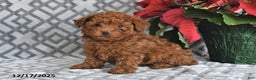 Bichpoo dogs for sale: Ember - Ad 1