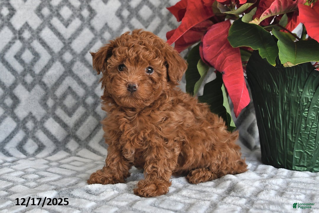 Bichpoo dogs for sale: Ember - Ad 1