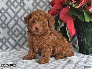 Bichpoo dogs Ember - Ad 20