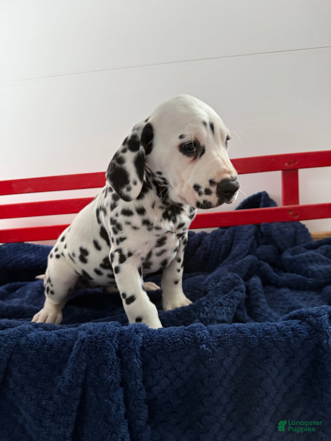 Dalmatian dogs for sale: Tessa - Ad 16