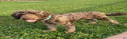 Labradoodle dogs for sale:  F1bb Baxter - Ad 5