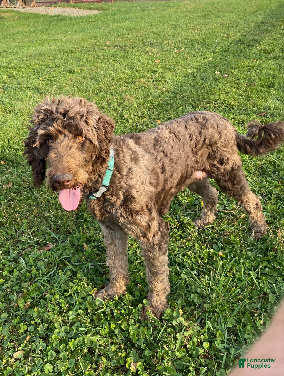 Labradoodle dogs for sale:  F1bb Baxter - Ad 5