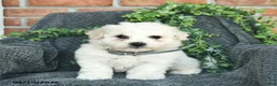 Bichon Frise dogs for sale: Sammy  - Ad 1