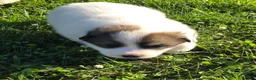 Great Pyrenees dogs for sale: George - Ad 8