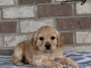 Cocker Spaniel dogs Jimmy - Ad 4