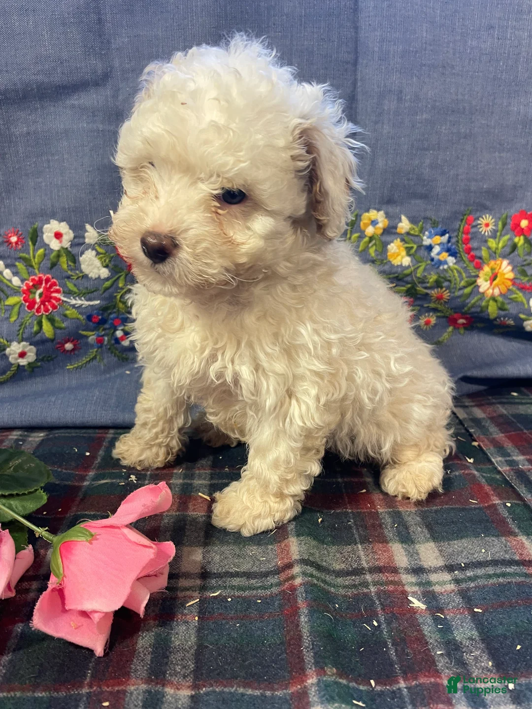 Yorkiepoo dogs for sale: Ernie - Ad 2