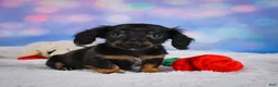Miniature Dachshund dogs for sale: Winston - Ad 9