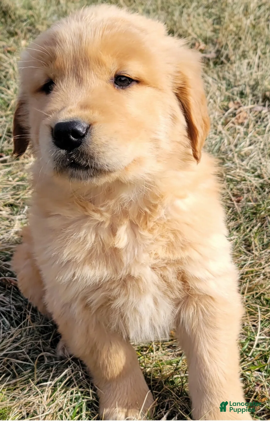 Golden Retriever dogs for sale: Dash - Ad 1