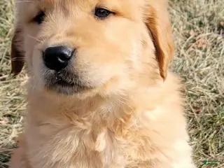 Golden Retriever dogs for sale: Dash - Ad 1