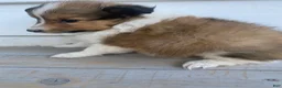 Shetland Sheepdog dogs for sale: Leif  - Ad 4
