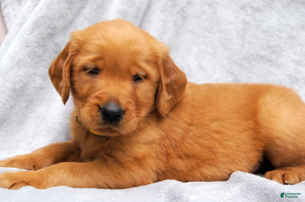 Golden Retriever dogs Dixie - Ad 1