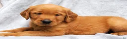 Golden Retriever dogs for sale: Dixie - Ad 5
