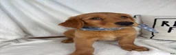 Golden Retriever dogs for sale: Grover - Ad 2