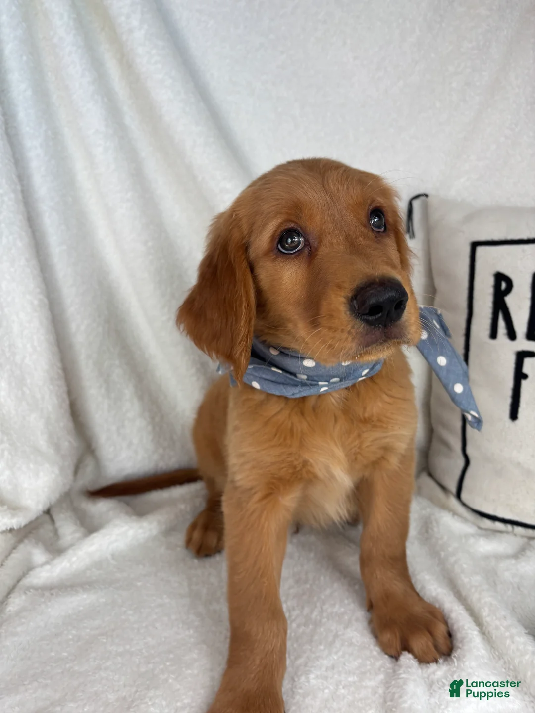 Golden Retriever dogs for sale: Grover - Ad 2