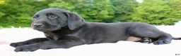Labrador Retriever dogs for sale: Sally - Ad 3