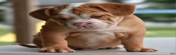 Mixed Breed dogs for sale: Hercules Bulldog hybrid  - Ad 27