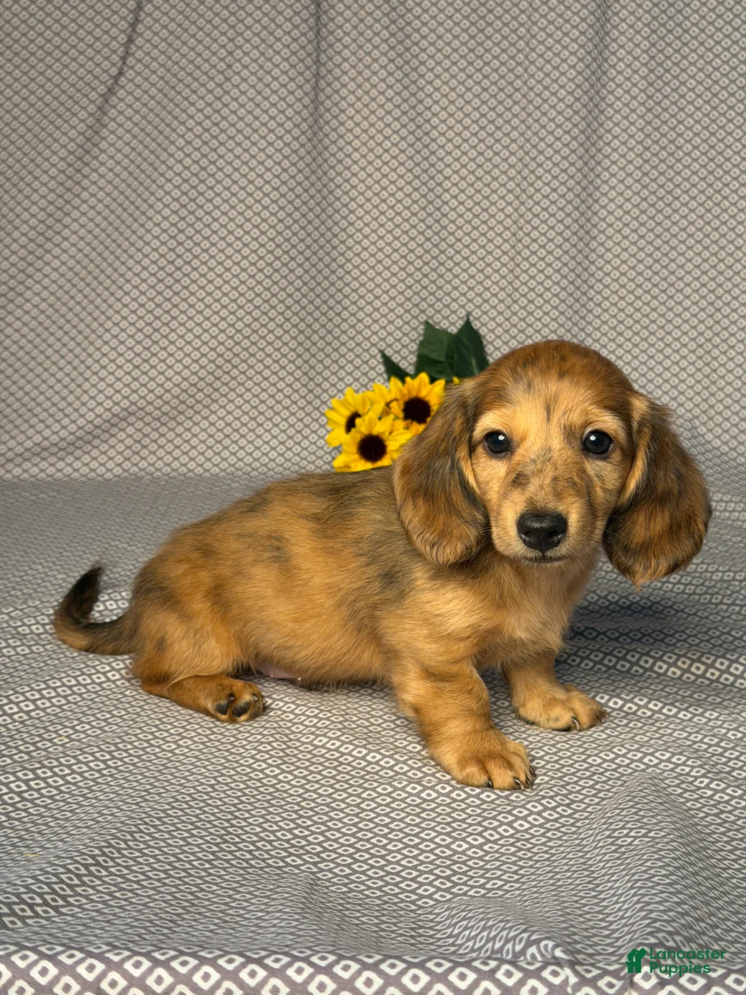 Miniature Dachshund dogs for sale: Luke - Ad 2