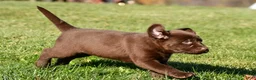 Labrador Retriever dogs for sale: Libby - Ad 5