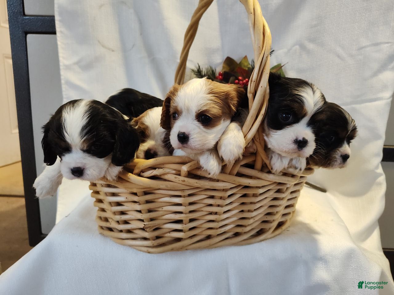 Cavalier King Charles Spaniel dogs Joy - Ad 16
