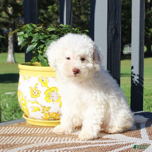 Toy Poodle dogs Hydrangea - Ad 1