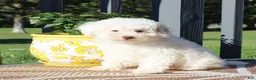 Toy Poodle dogs for sale: Hydrangea - Ad 1