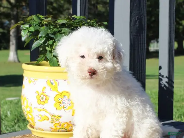 Toy Poodle dogs Hydrangea - Ad 1