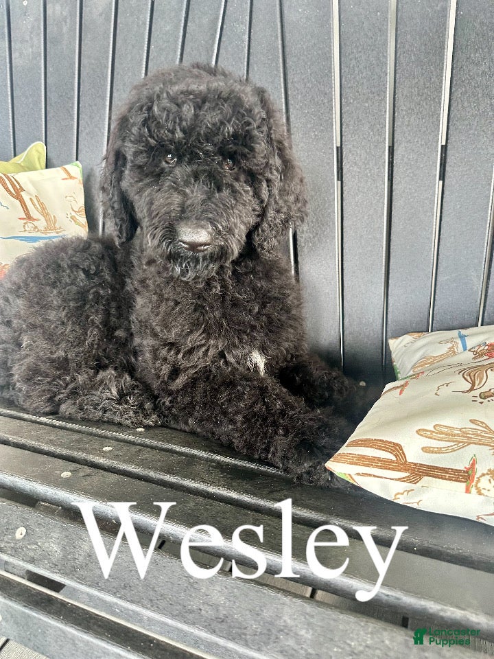 Goldendoodle dogs Wesley- Standard F1B - Ad 1