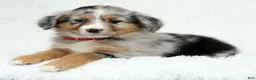 Australian Shepherd dogs for sale: Ruby - Ad 5