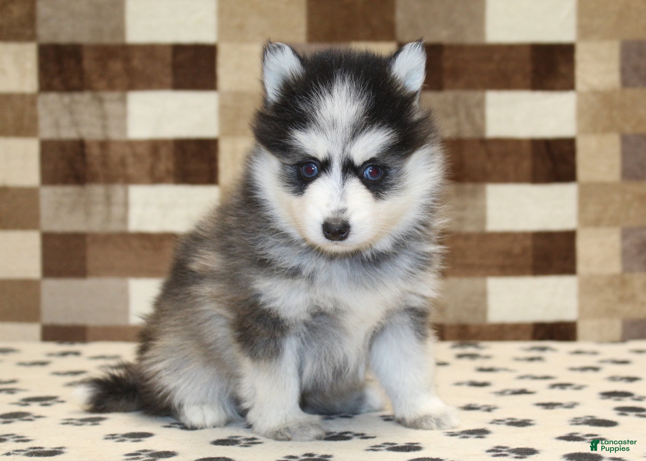 Pomsky dogs Penny - Ad 28